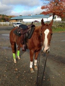 horse in western tack