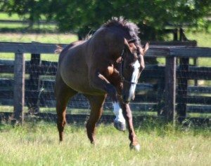 horse in a paddock