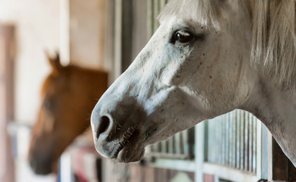 Boarding barn