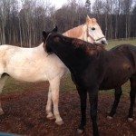Two horses scratching wither other on the withers