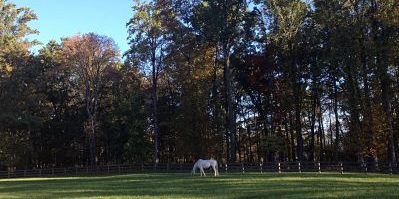 horse in a field