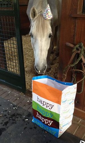 horse wearing a birthday hat