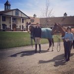 horses at a barn