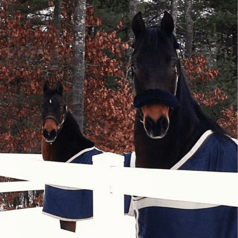 Liv’s Tip of the Month Keeping Your Horse’s Skin Healthy in Winter