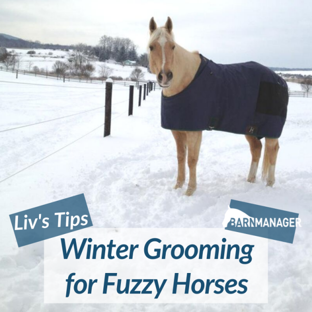 Liv’s Tips Winter Grooming for Fuzzy Horses BarnManager