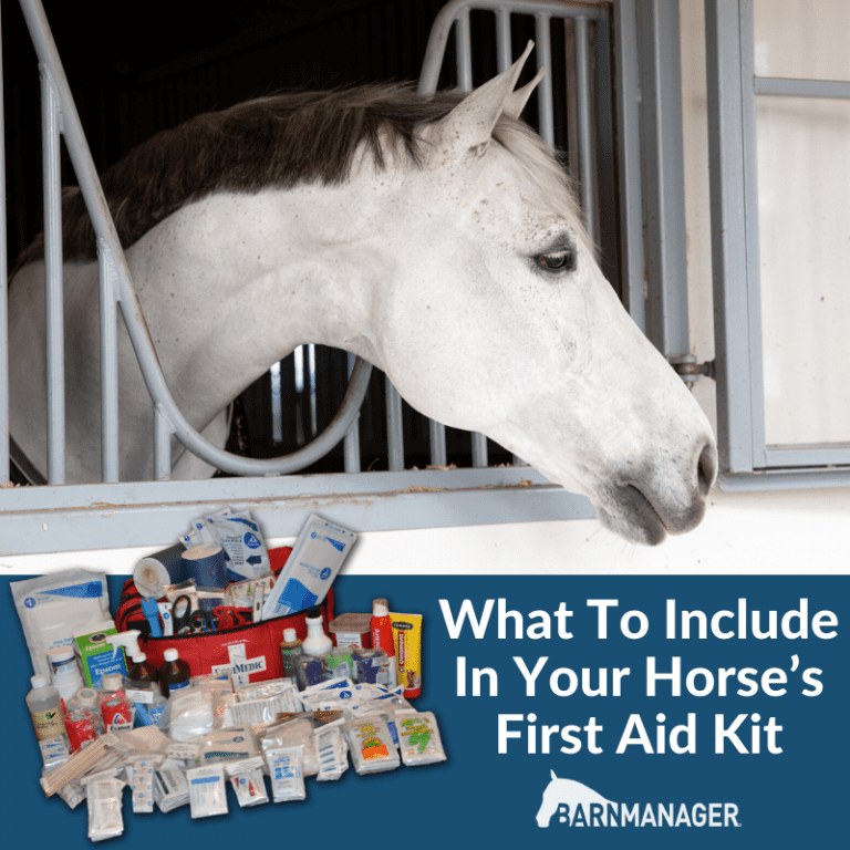 What To Include In Your Horse’s First Aid Kit BarnManager