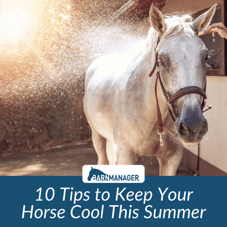 10 Tips to Keep Your Horse Cool This Summer BarnManager