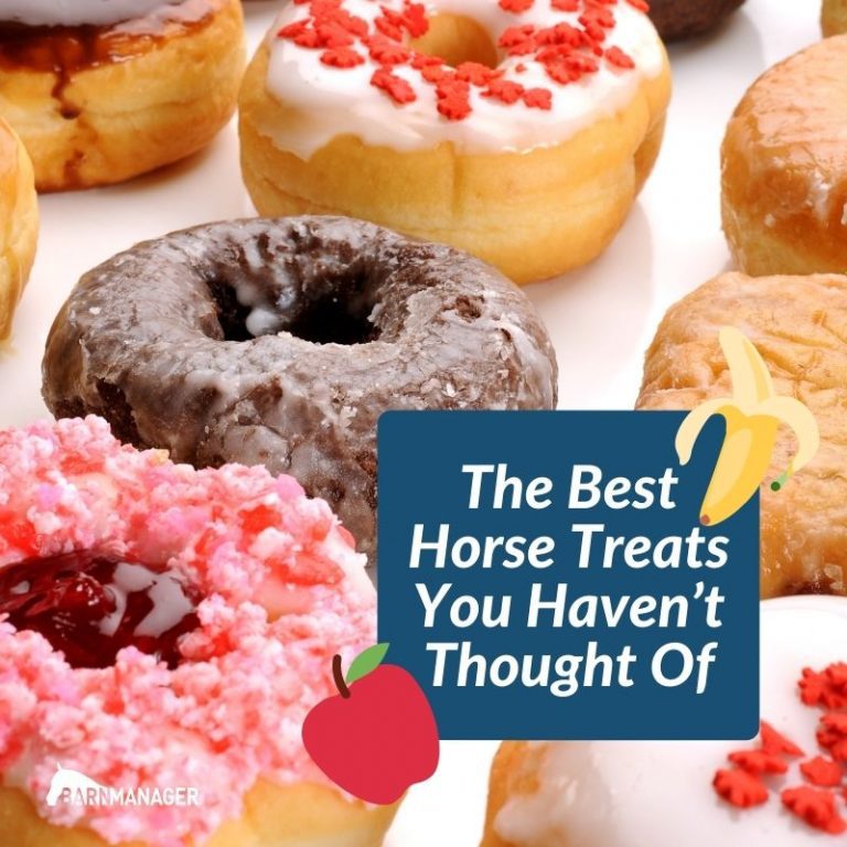 The Best Horse Treats You Haven’t Thought Of BarnManager