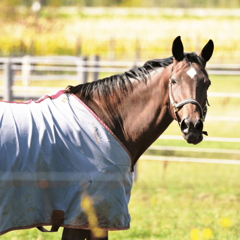 Five Tips for a Shiny Summer Coat BarnManager