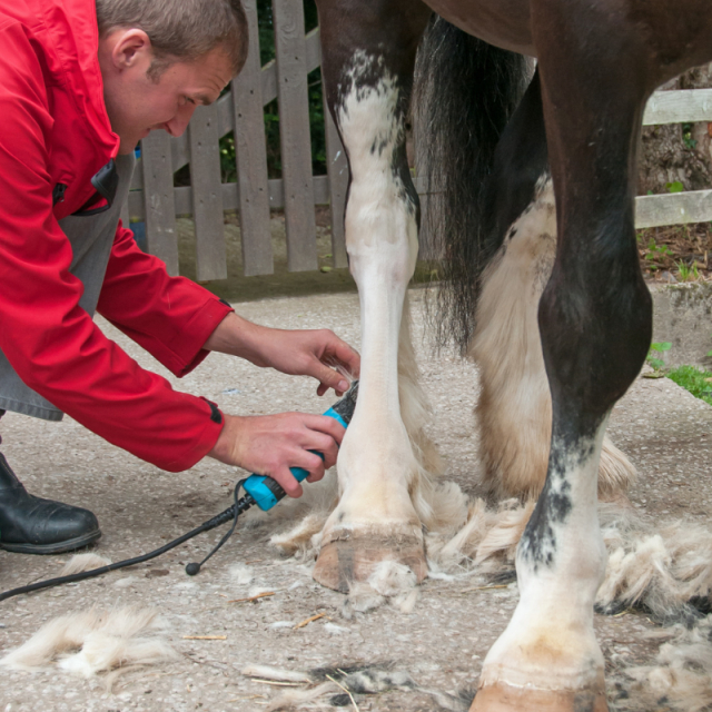 Tips for Clipping Your Horse BarnManager