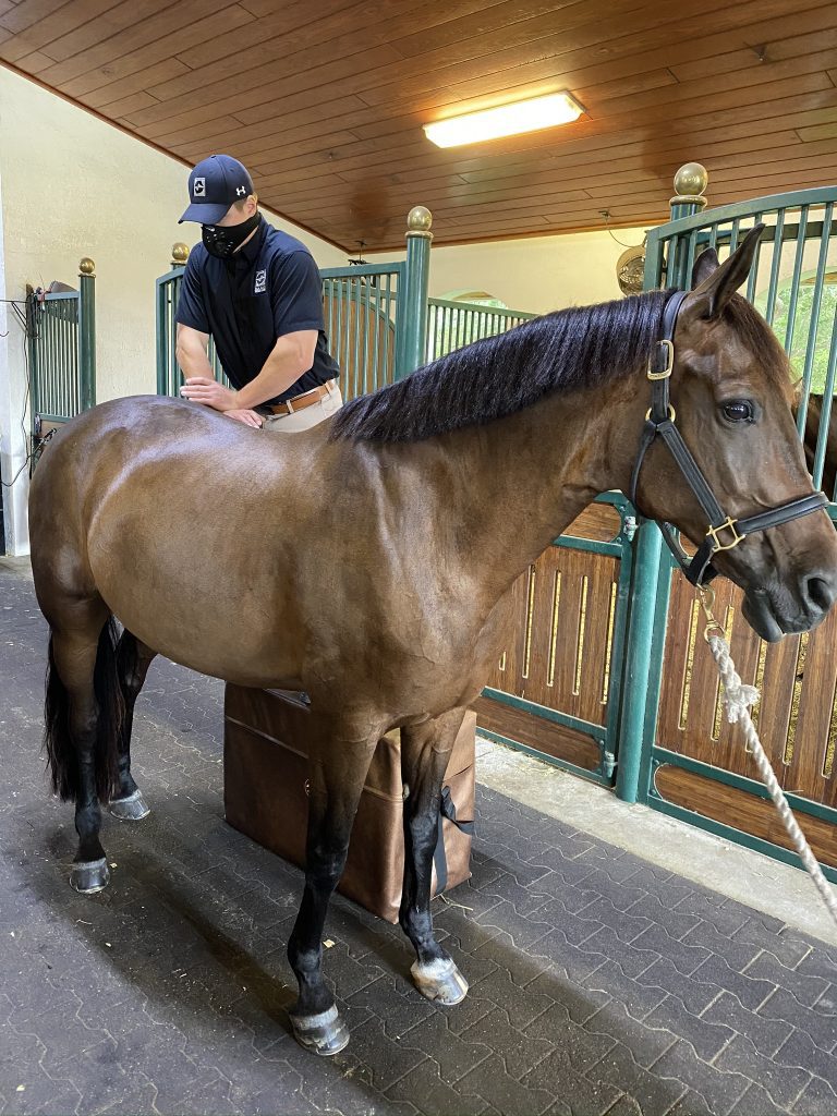 BarnManager Horse Health Series Your Equine Chiropractic Questions